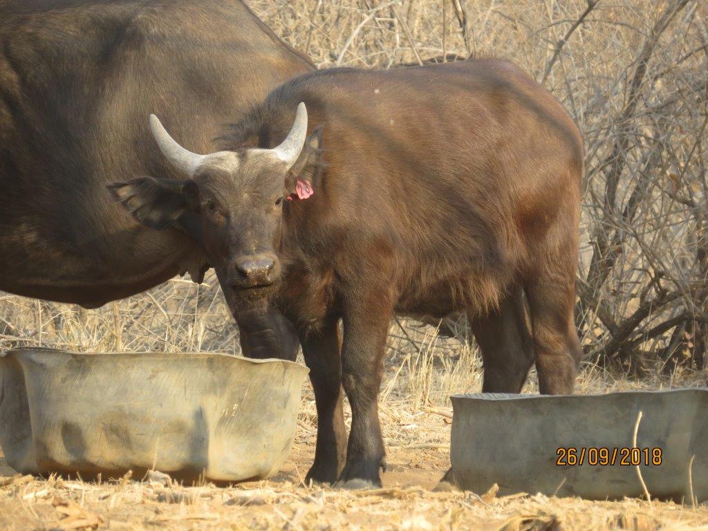 Pienk 28 - Inala / Afrika heifer