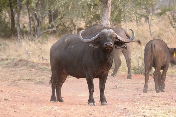 Afrika 40"
