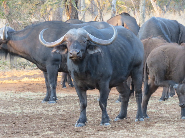 Afrika (2)