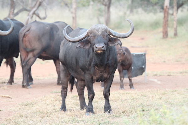 Afrika 40"