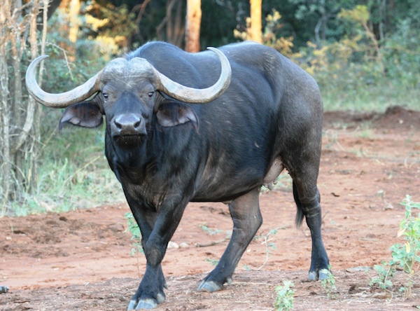 Afrika (3)