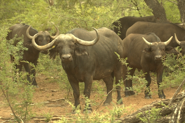 Afrika 40"